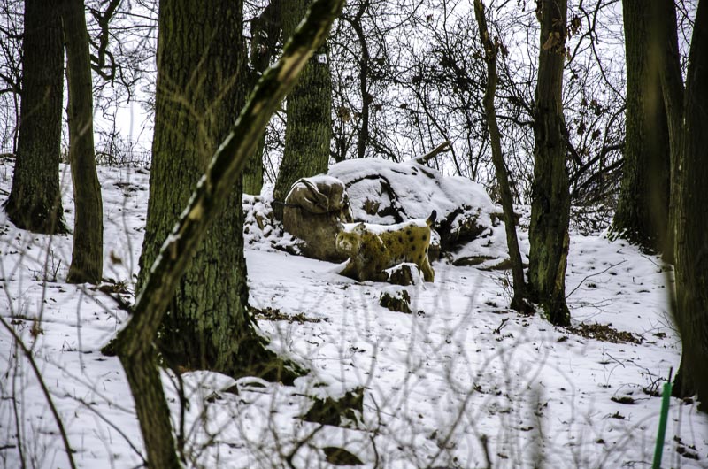 I A 066 Januar 16-bogenschiessen