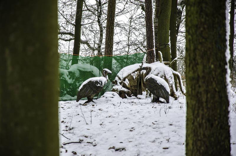 I A 119 Januar 16-bogenschiessen