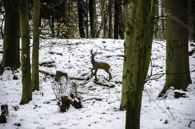 I A 146 Januar 16-bogenschiessen