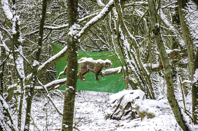 I A 186 Januar 16-bogenschiessen