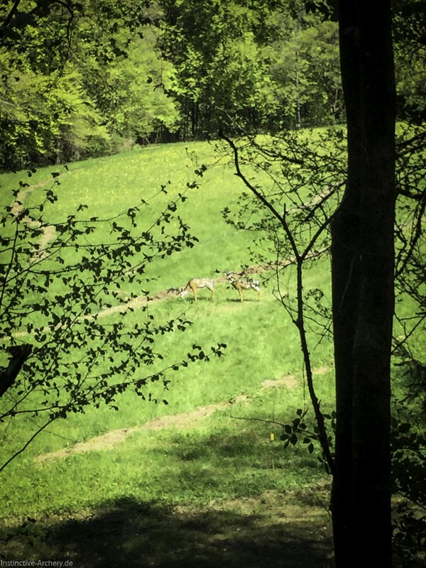 3D-Bogenparcours Leinen Los Gößweinstein - UPDATE Mai 14-bogenschiessen I A 007 Mai 16 5095-bogenschiessen
