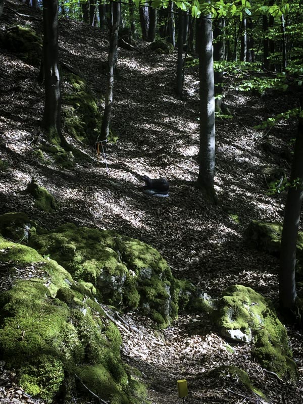 3D-Bogenparcours Leinen Los Gößweinstein - UPDATE Mai 61-bogenschiessen I A 053 Mai 16 5190-bogenschiessen