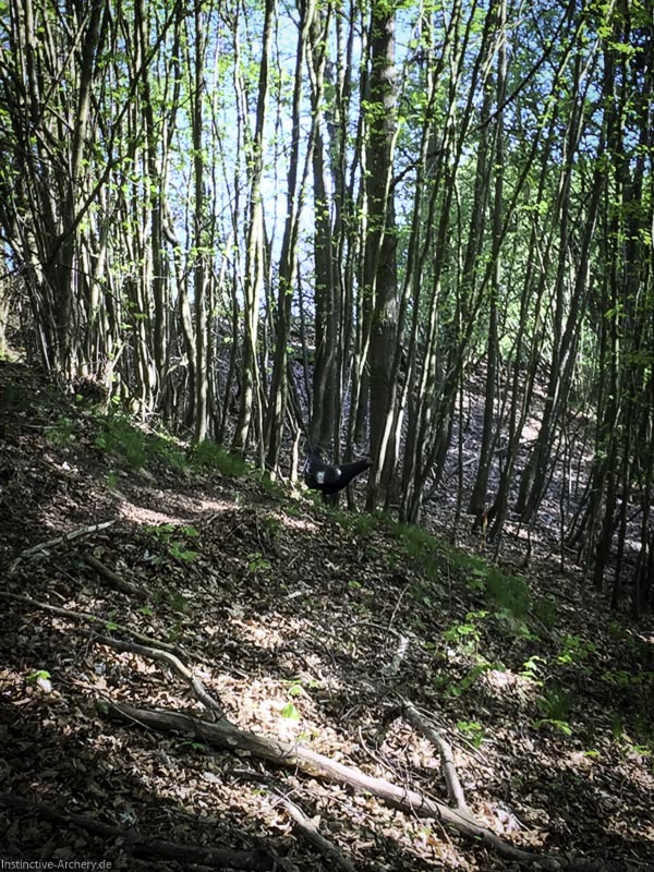 3D-Bogenparcours Leinen Los Gößweinstein - UPDATE Mai 63-bogenschiessen I A 055 Mai 16 5195-bogenschiessen