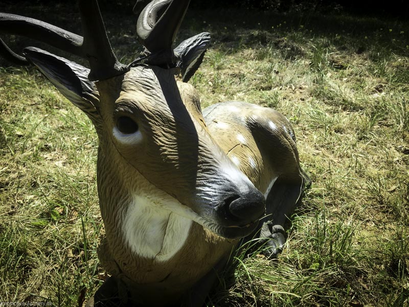 3D-Bogenparcours Leinen Los Gößweinstein - UPDATE Mai 7-bogenschiessen I A 065 Mai 16 5218-bogenschiessen