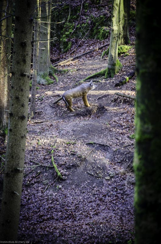 3D-Bogenparcours Leinen Los Gößweinstein - UPDATE Mai 120-bogenschiessen I A 069 Februar 16 9951-bogenschiessen