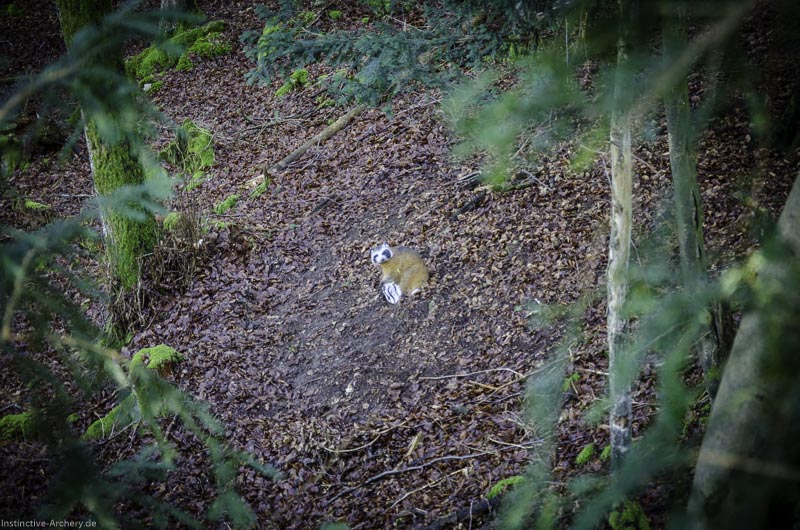 3D-Bogenparcours Leinen Los Gößweinstein - UPDATE Mai 124-bogenschiessen I A 078 Februar 16 9960-bogenschiessen