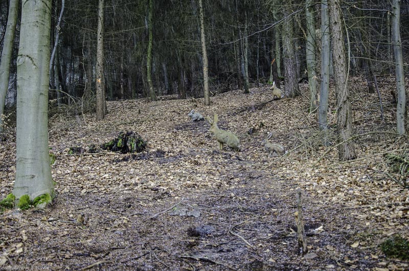 3D Parcours Gräfenroda 14-bogenschiessen I A 017 März 16 0175-bogenschiessen