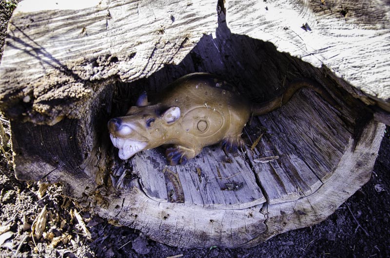 3D Bogenparcours Diebacher Edelknechte 14-bogenschiessen I A 017 März 16 0532-bogenschiessen