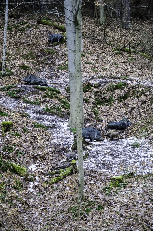 3D Parcours Gräfenroda 18-bogenschiessen I A 020 März 16 0180-bogenschiessen