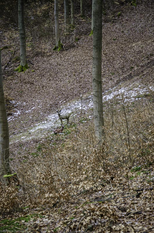 3D Parcours Gräfenroda 36-bogenschiessen I A 036 März 16 0204-bogenschiessen
