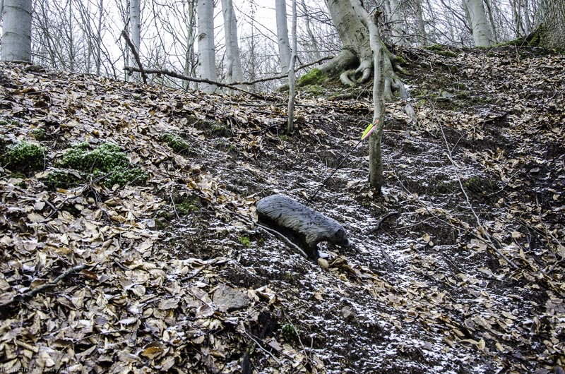 3D Parcours Gräfenroda 48-bogenschiessen I A 048 März 16 0230-bogenschiessen