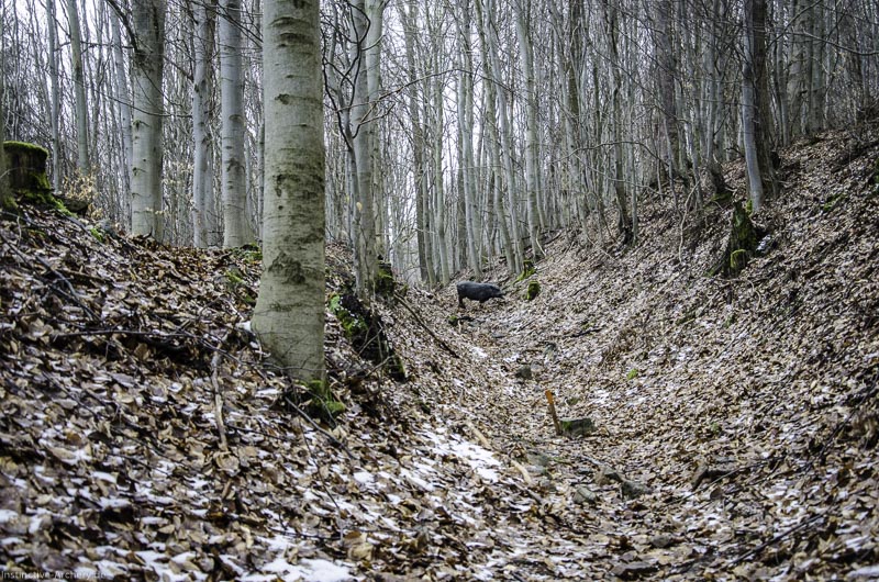 3D Parcours Gräfenroda 52-bogenschiessen I A 052 März 16 0235-bogenschiessen