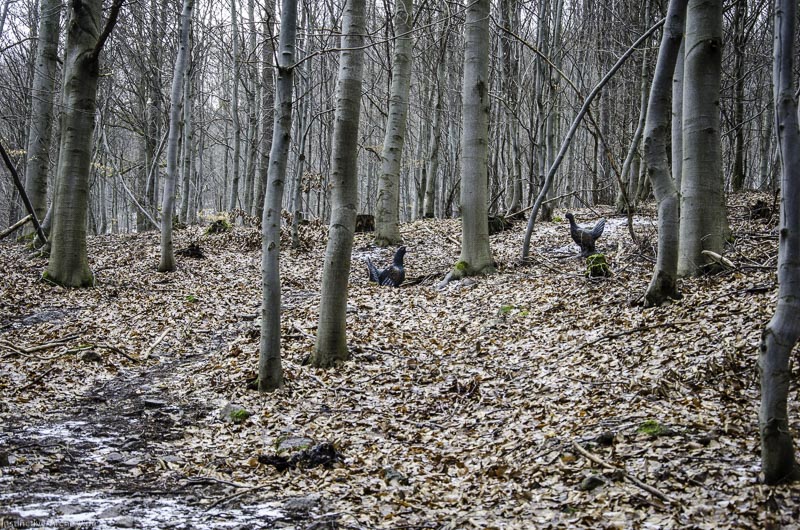 3D Parcours Gräfenroda 54-bogenschiessen I A 054 März 16 0237-bogenschiessen