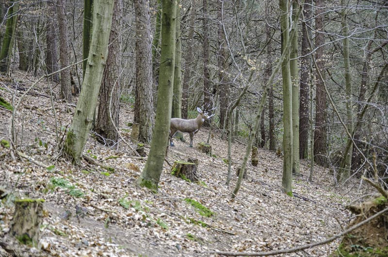 I A 054 März 16 0451-bogenschiessen