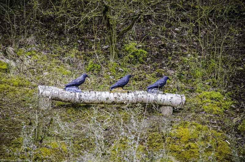 3D Bogenparcours Diebacher Edelknechte 52-bogenschiessen I A 055 März 16 0589-bogenschiessen