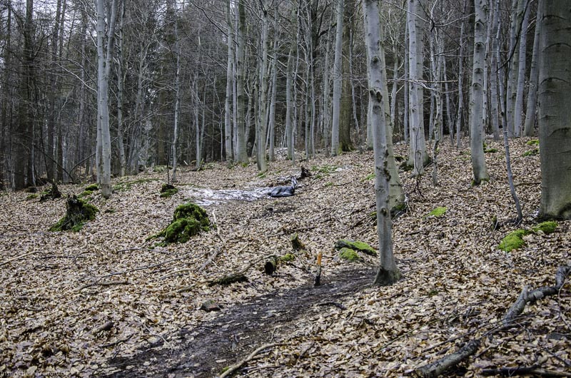 3D Parcours Gräfenroda 57-bogenschiessen I A 057 März 16 0240-bogenschiessen