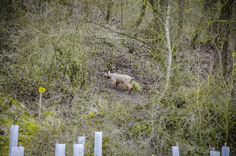 3D Bogenparcours Diebacher Edelknechte 54-bogenschiessen I A 057 März 16 0591-bogenschiessen
