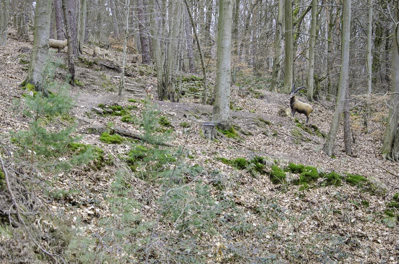 I A 058 März 16 0457-bogenschiessen