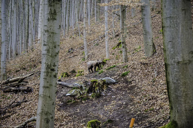 3D Parcours Gräfenroda 59-bogenschiessen I A 059 März 16 0244-bogenschiessen