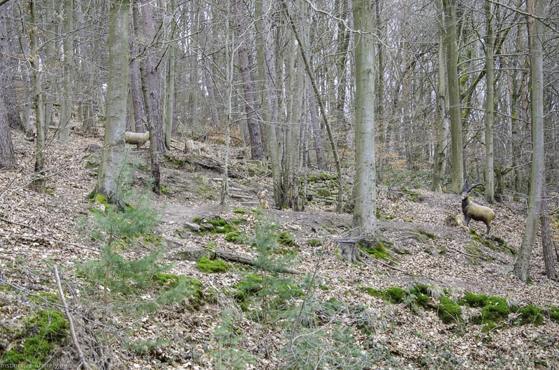 I A 059 März 16 0458-bogenschiessen
