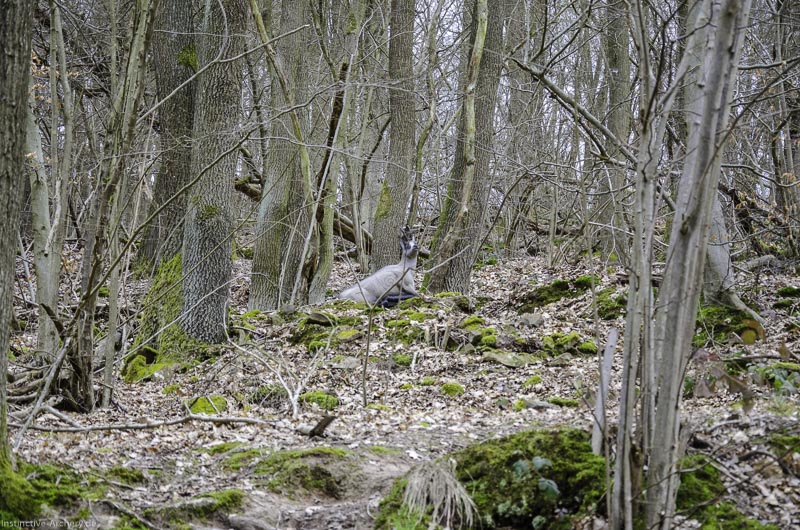 I A 064 März 16 0466-bogenschiessen