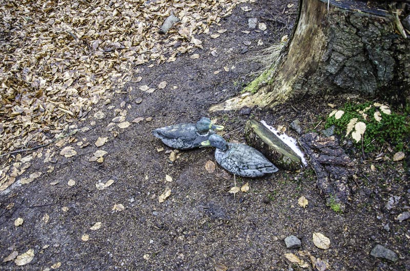3D Parcours Gräfenroda 68-bogenschiessen I A 068 März 16 0255-bogenschiessen