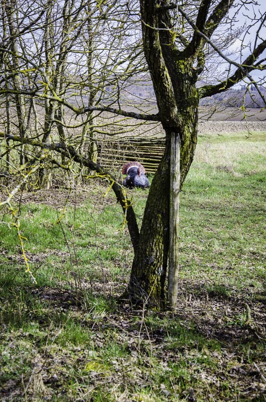 3D Bogenparcours Diebacher Edelknechte 76-bogenschiessen I A 079 März 16 0627-bogenschiessen