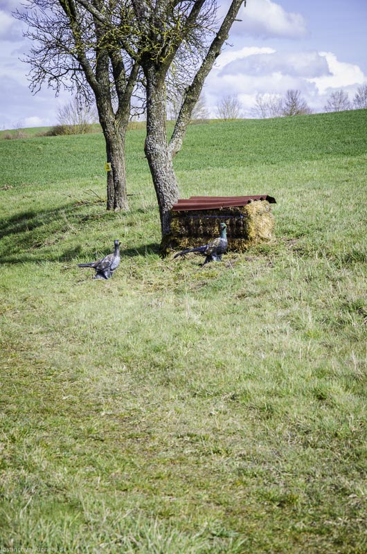 3D Bogenparcours Diebacher Edelknechte 88-bogenschiessen I A 091 März 16 0645-bogenschiessen