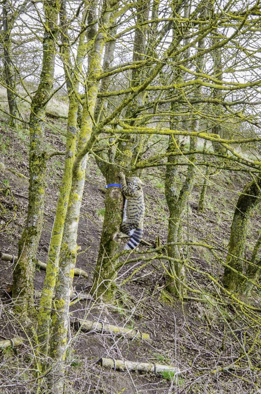 3D Bogenparcours Diebacher Edelknechte 97-bogenschiessen I A 100 März 16 0662-bogenschiessen