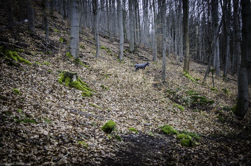 3D Parcours Gräfenroda 113-bogenschiessen I A 134 März 16 0340-bogenschiessen