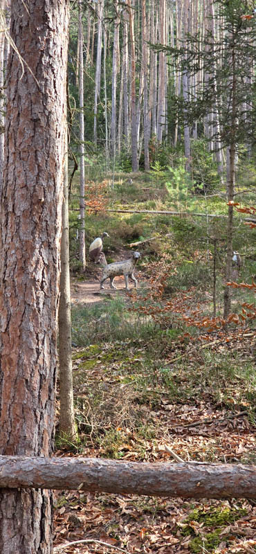 Abenberg 800er 038-bogenschiessen