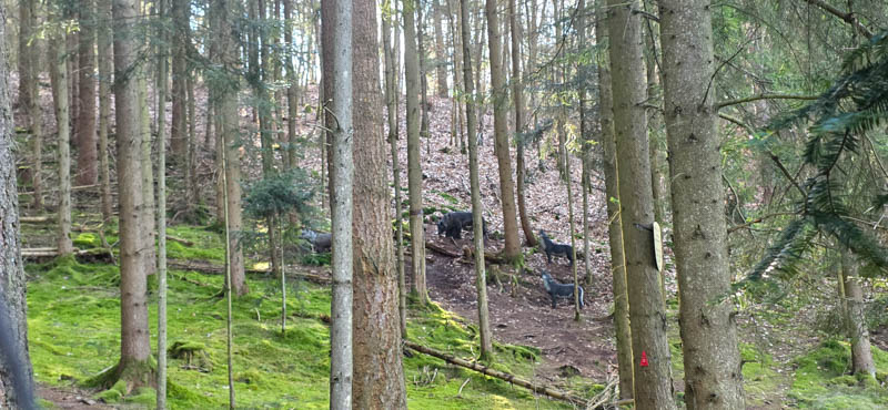 Abenberg 800er 046-bogenschiessen