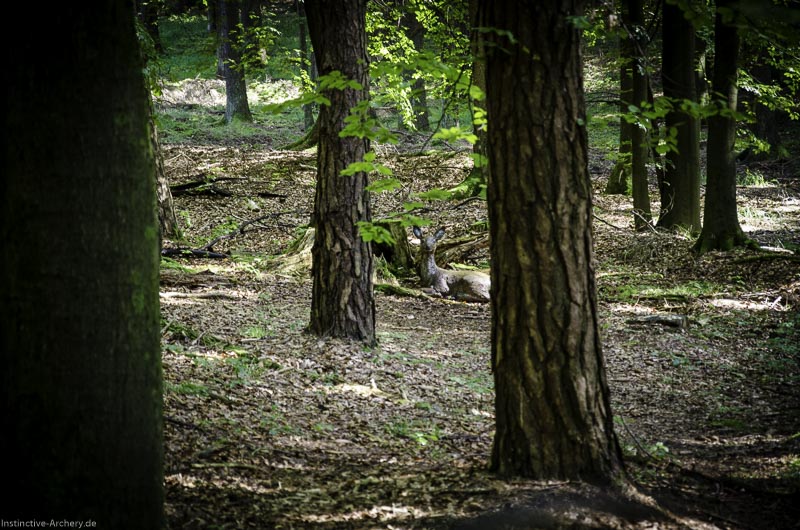 3D Bogenparcours am Geierfelsen in Pruppach 84-bogenschiessen I A 084 August 16 1260-bogenschiessen