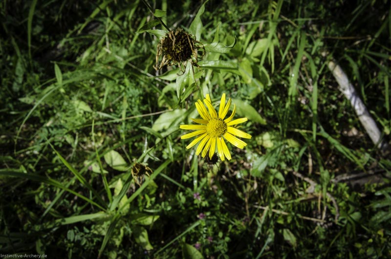 3D Bogenparcours am Geierfelsen in Pruppach 98-bogenschiessen I A 098 August 16 1280-bogenschiessen