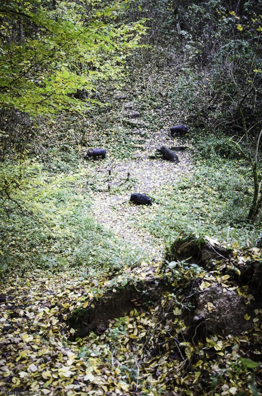3D Bogenparcours der Camburger Bogenschützen 14-bogenschiessen I A 017 November 16 2-bogenschiessen