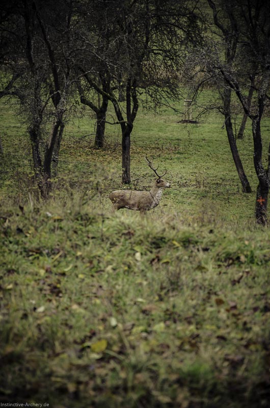 12. Ummerstadter Winterrunde - 1. Turnier 30-bogenschiessen I A 030 November 16 2 1-bogenschiessen