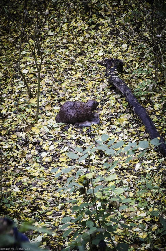 3D Bogenparcours der Camburger Bogenschützen 27-bogenschiessen I A 037 November 16 2-bogenschiessen