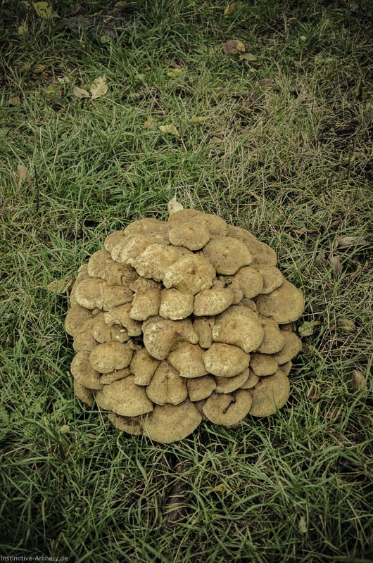 12. Ummerstadter Winterrunde - 1. Turnier 38-bogenschiessen I A 038 November 16 2 1-bogenschiessen