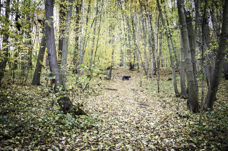 3D Bogenparcours der Camburger Bogenschützen 28-bogenschiessen I A 038 November 16 2-bogenschiessen