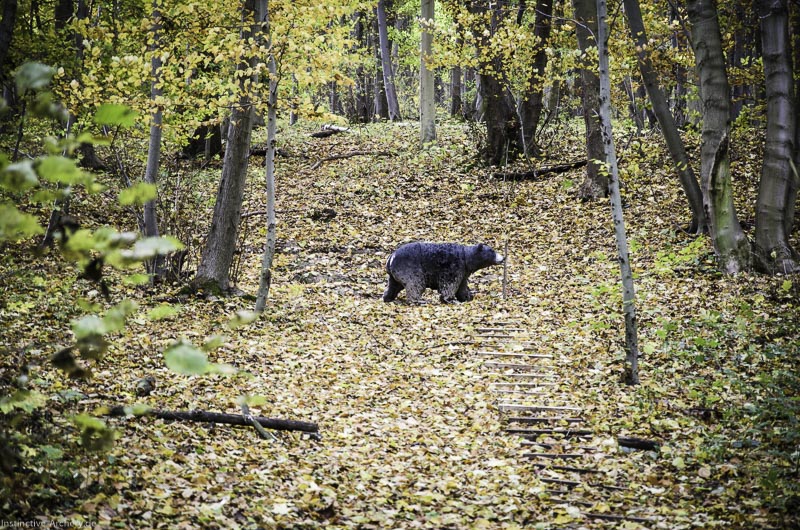 3D Bogenparcours der Camburger Bogenschützen 29-bogenschiessen I A 039 November 16 2-bogenschiessen