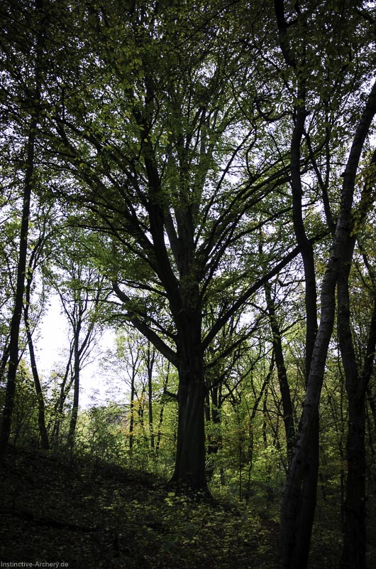 3D Bogenparcours der Camburger Bogenschützen 41-bogenschiessen I A 054 November 16 2-bogenschiessen