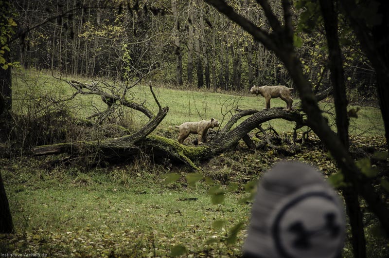 12. Ummerstadter Winterrunde - 1. Turnier 55-bogenschiessen I A 055 November 16 2-bogenschiessen