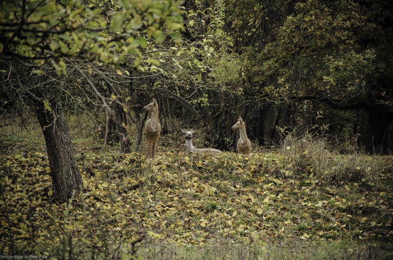 12. Ummerstadter Winterrunde - 1. Turnier 61-bogenschiessen I A 061 November 16 2 1-bogenschiessen
