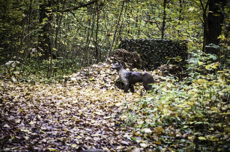 3D Bogenparcours der Camburger Bogenschützen 47-bogenschiessen I A 069 November 16 2-bogenschiessen
