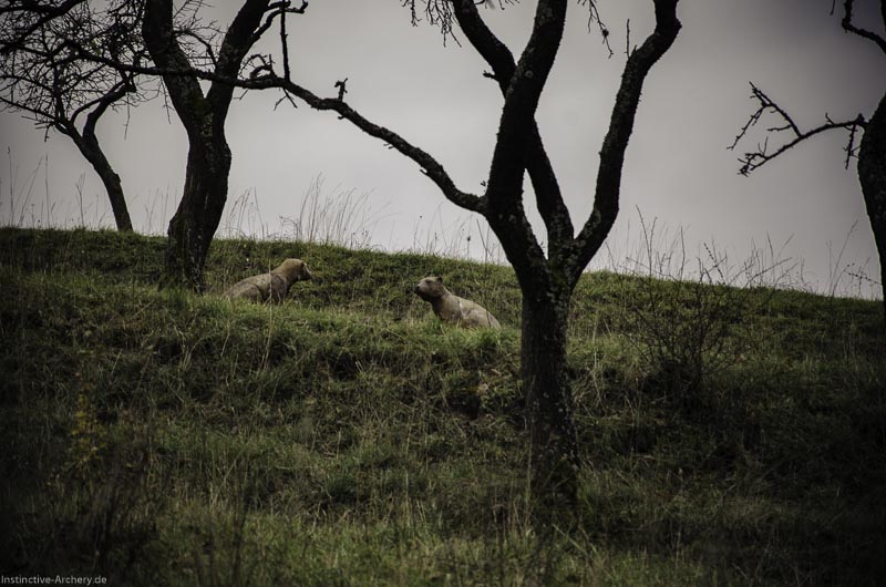 12. Ummerstadter Winterrunde - 1. Turnier 72-bogenschiessen I A 072 November 16 2 1-bogenschiessen