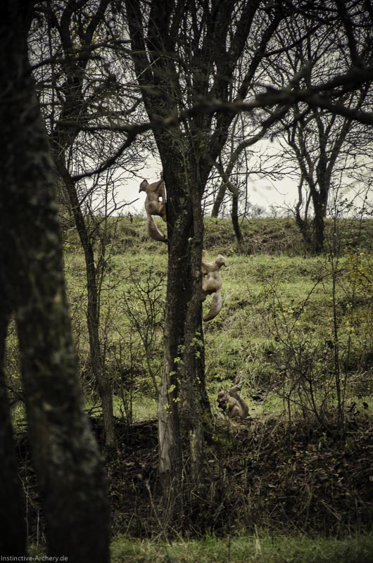 12. Ummerstadter Winterrunde - 1. Turnier 78-bogenschiessen I A 078 November 16 2-bogenschiessen