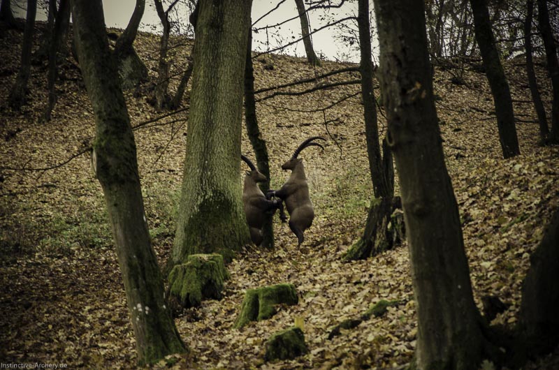 12. Ummerstadter Winterrunde - 1. Turnier 101-bogenschiessen I A 101 November 16 2 1-bogenschiessen
