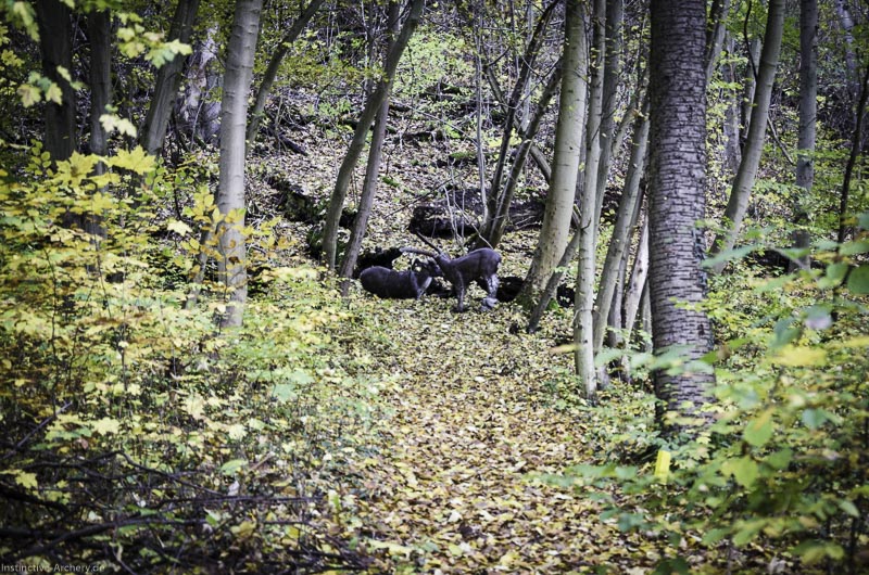 3D Bogenparcours der Camburger Bogenschützen 64-bogenschiessen I A 101 November 16 2-bogenschiessen
