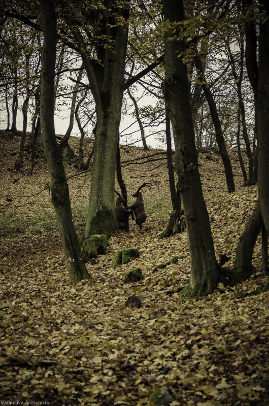 12. Ummerstadter Winterrunde - 1. Turnier 102-bogenschiessen I A 102 November 16 2-bogenschiessen