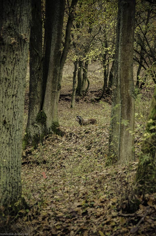12. Ummerstadter Winterrunde - 1. Turnier 103-bogenschiessen I A 103 November 16 2 1-bogenschiessen